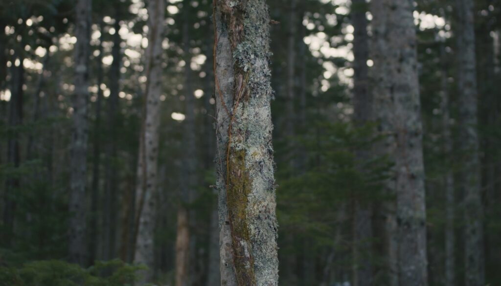 Tasuku Watanabe: Designing for Japan’s Forests 2 image1 1 1